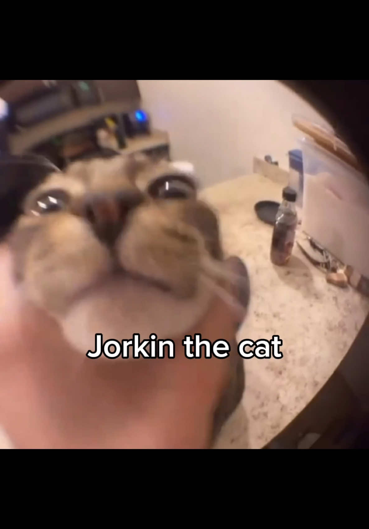 AINT IT FUNNN 🗣️🗣️💯 #catcore #catsoftiktok #catedit #catlandcentral #paramore 
