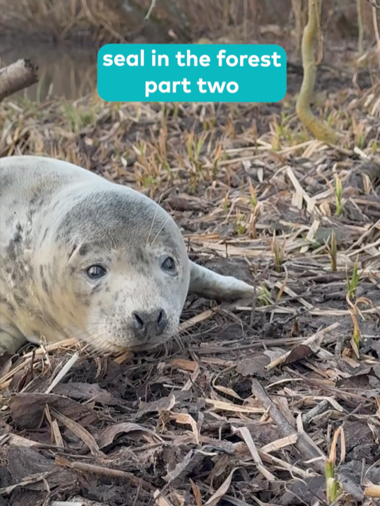 A seal in the forest? Part two: I went up before sunrise to see if I could find some beavers at a location where I’ve seen plenty of beaver signs. When I was walking, I saw a big grey stone in front of me that I just ignored. Suddenly it moved and I realized that it was a seal in the middle of the forest.  I couldn’t even believe my own eyes and I stayed completely still for a few minutes while we looked at each other. When it looked like he didn’t mind me I calmly sat down and took out my camera from the backpack.  I laid on my stomach and got plenty of pictures when the seal started to crawl towards me, eventually getting too close for me to use my big camera. He even came up to my tripod and gave it a good sniff.  He stayed right next to me, probably like 20 centimeters away, for a little while before he kept crawling in the other direction. I remained in my position until the seal eventually entered the river and swam away.  This is not the end of this encounter but it’s too long for me to include it all in one video. It has a happy ending though, I can tell you that much. Filmed by Patrik Luther, Licensed by ViralHog