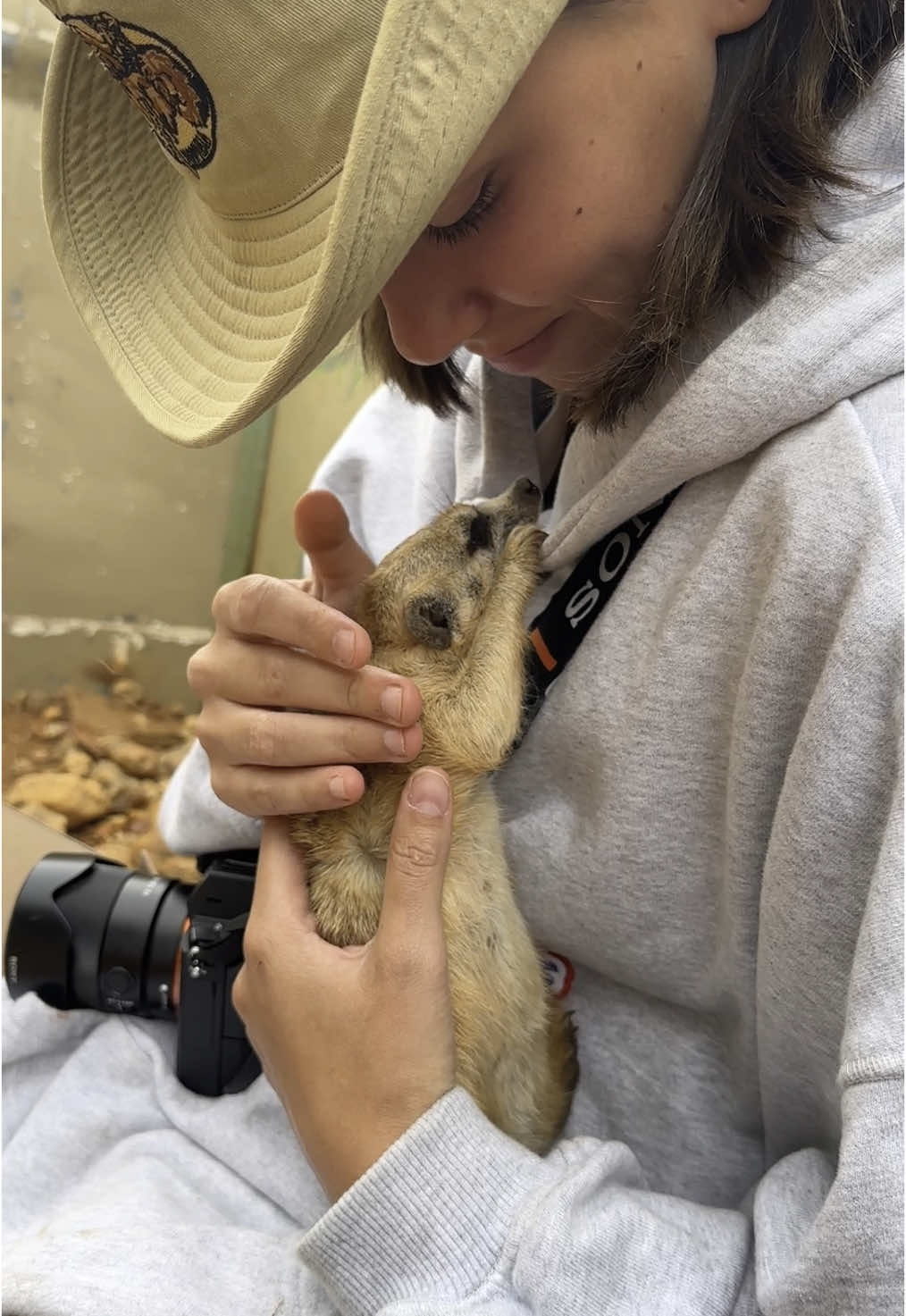 mi pretty little baby 🤏🏼🥹 esta es una suricata que rescatamos porque le falta la patita delantera izquierda y no podía seguir siendo independiente en la naturaleza ❤️‍🩹 está en el refugio donde estuve ayudando en namibia 🇳🇦 y todos los días le dábamos manzanita y carne con la mano para comer ☺️ #travel #trip #suricata #fyp 