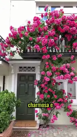 Sementes de rosas trepadeiras com alta germinação. Clique no botão abaixo em comprar e receba em casa. #flores #rosas #natureza #jardim #jardinagem #floresnoquintal #flor 