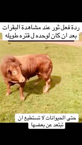 ثور نقلوه الى مزرعة مليئه بالبقر عندما شاهدهم ركض بمنتهى السعاده