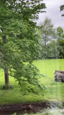 Our first deer of the season 🥳 I wonder how many she will have or has had. We will soon find out❤️ Love,Ivy #me #Love #life #happy #happyathome #goals #fun #animals 