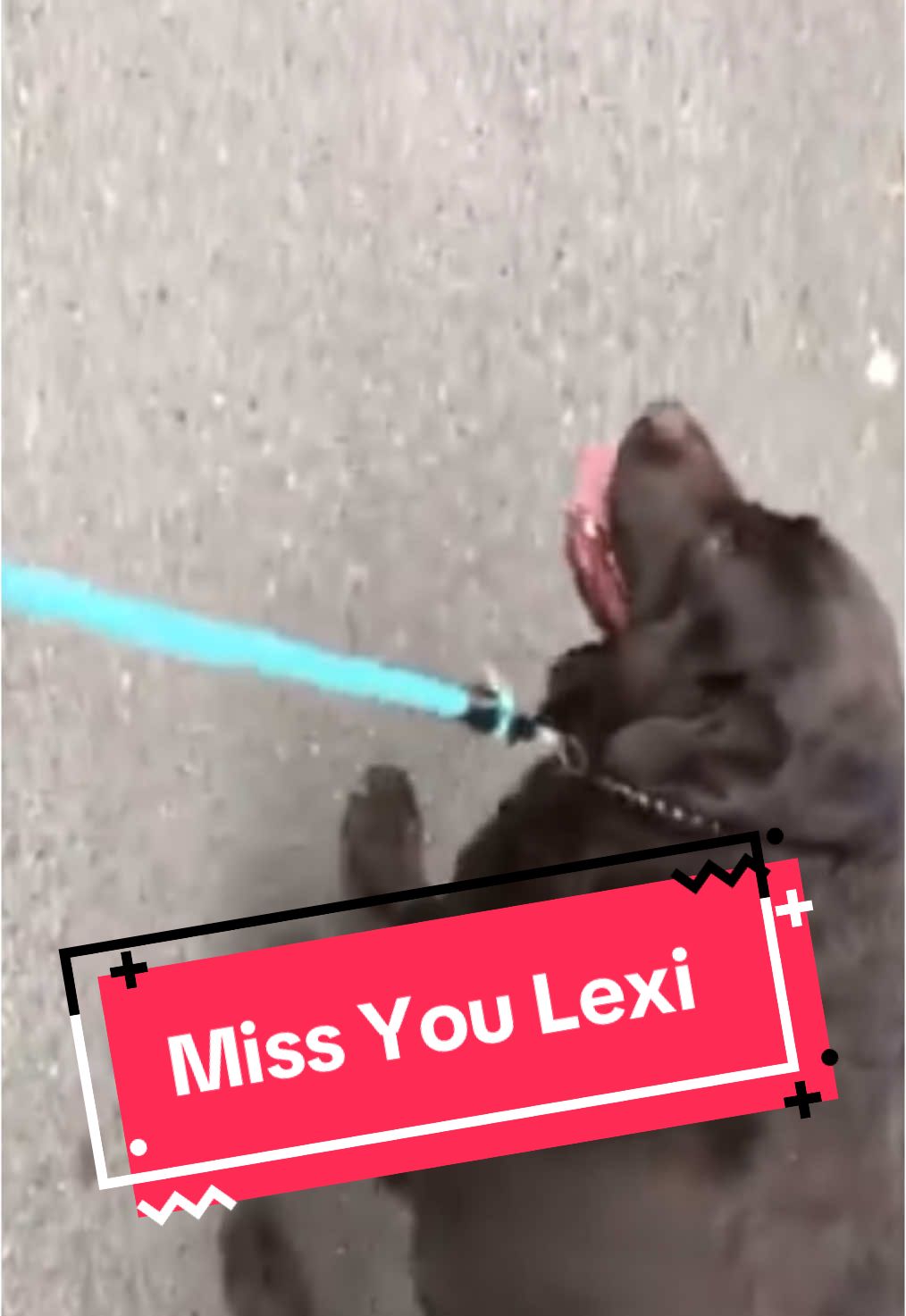 Run Lexi Run - I miss her #dogsoftiktok #dogsvideo #rescuedog #fyp 