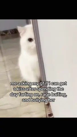 #cat #catsoftiktok #catmeme #sillycat #kitten #puppy #meowconcept #Relationship #couplecomedy #bf #gf #ilovemygf #girlfriend #iloveyou #funny #fyp 