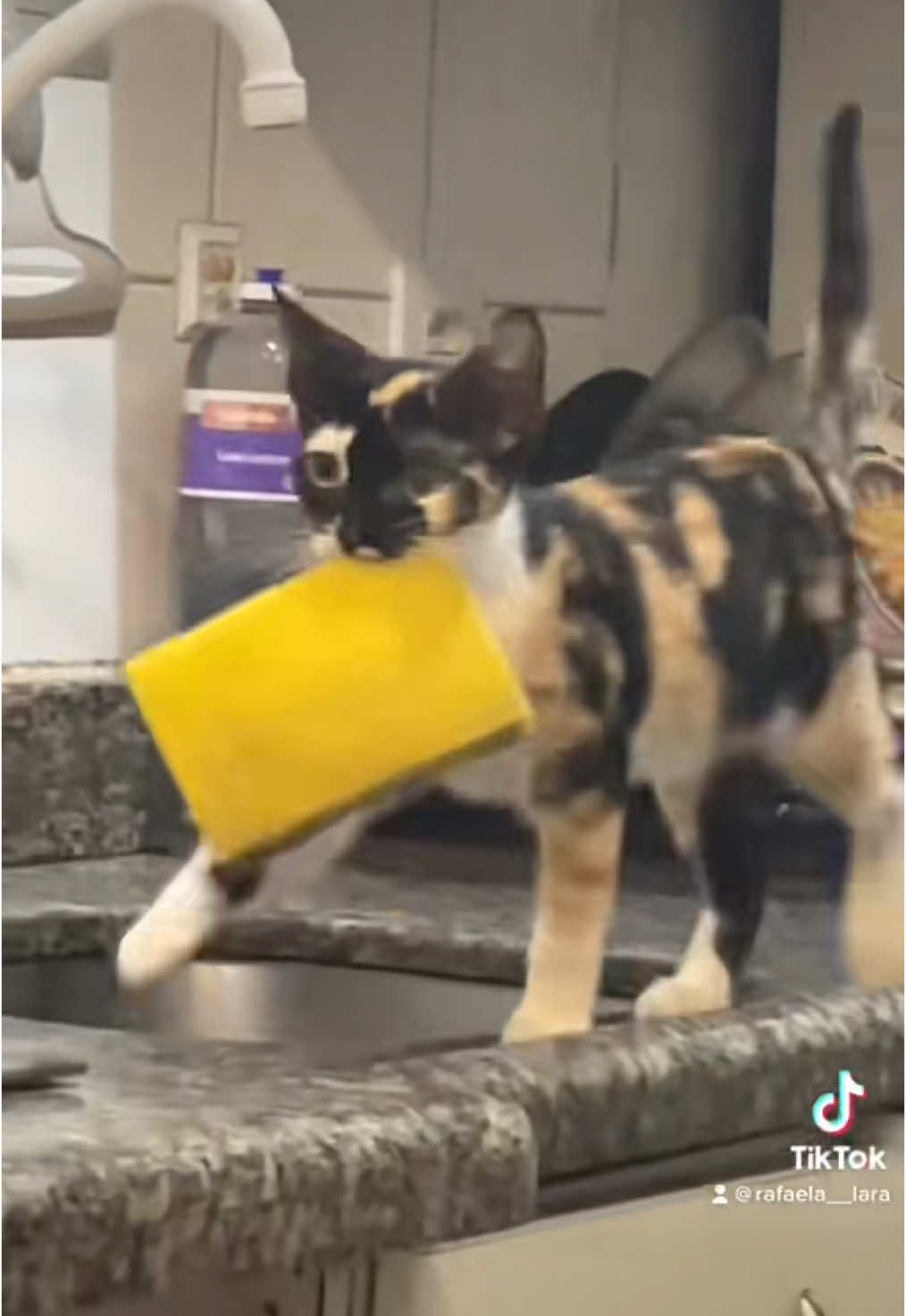 #gatos #gatostiktok #cats #gatosdetiktok 