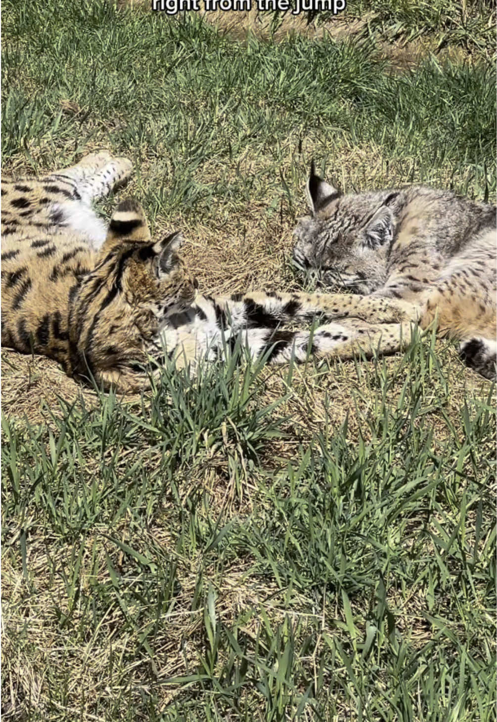 They may be different species, but Brianna & Rio have found true love at sanctuary! ❤️ #bobcat #serval #friendsforever #friendship#Love #wildcat #wildcats #wildcatsanctuary #sanctuary #sanctuarylife #minnesotanonprofit #catsanctuary #catfamily #rescuedwildcats #rescuedcats 