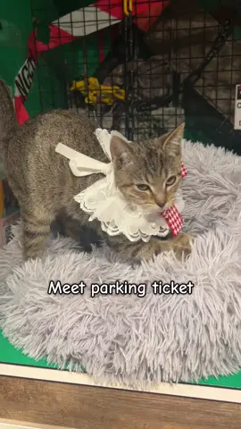 Parking ticket enjoys  Debt, Banks, car, Cuddles, Kissing your face, any form of attention  ☎️ https://petus.com.au/booking/☎️ 🌷Free entry 🌷 😸 8am till 4pm weekdays 7 days a week  📍 244 Liverpool Road, Enfield, Sydney 🐱 rescue cats available for adoption #pawhaus #sydneyeats  #petcafe #catcafesydney #dogcafesydney #maladinistra #rescue #catadoption #dogfriendlysydney #sydneydogs #sydneypetlovers #pawhaussydney #enfield #burwood #straithfield #kittenrescueaustralia #fosterkitten #catsheltersydney #adoptingacatsydney #catadoptionsydney #kittensydney 