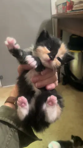 #kitten #kittensoftiktok #kitty #baby #calico