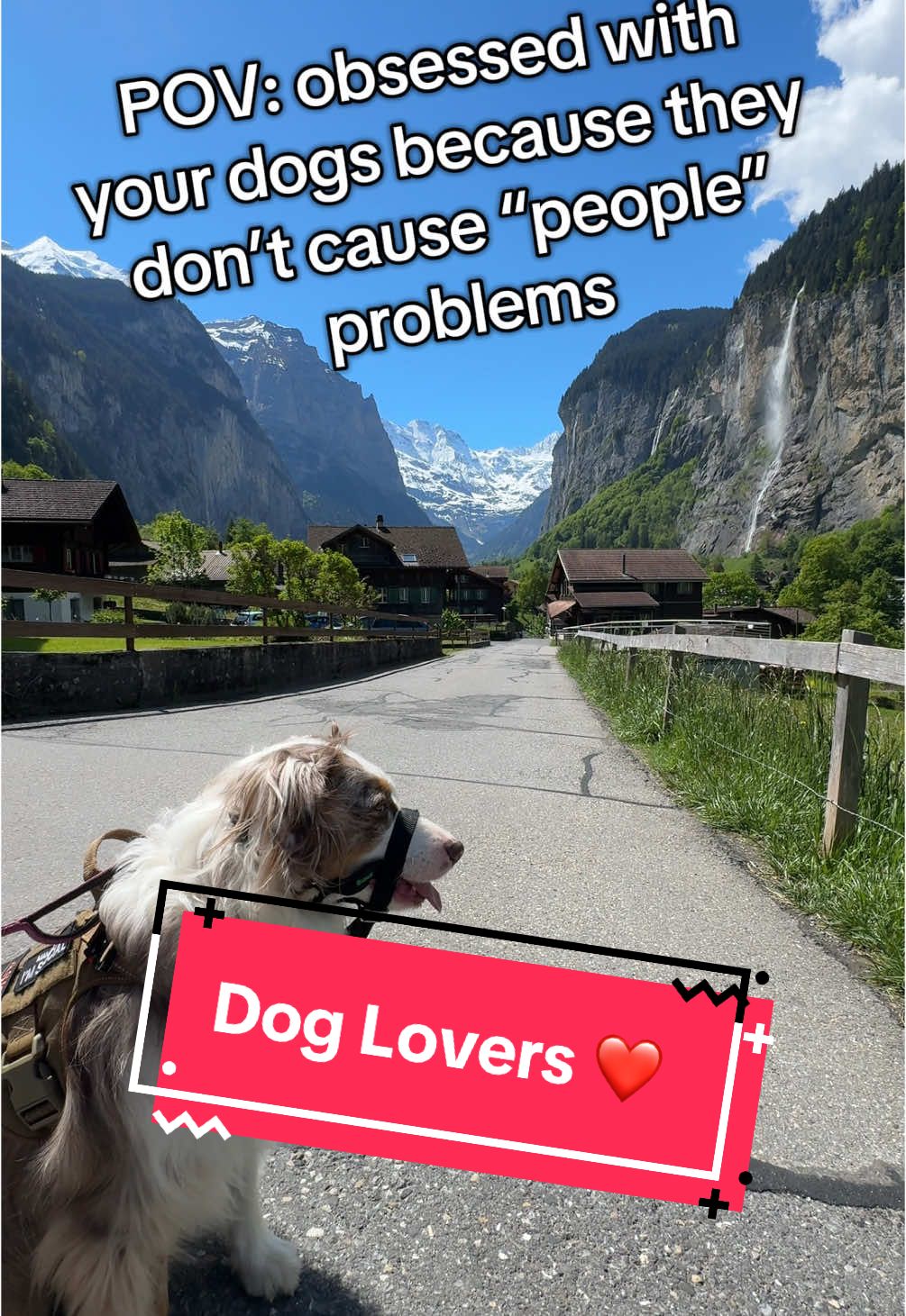 We love the dog side of life 😁 #dogdad #lauterbrunnen #travel #traveltiktok #theaussiefam #hadesjaznateadventures 