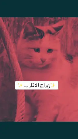 #شعب_الصيني_ماله_حل😂 #ضحك😂 #tiktoklongs #Viral #foryoupage #fyp #tik #tok #6lja #explore #العراق #viral #viralvideo #تعلم_على_التيك_توك #اكسبلور 