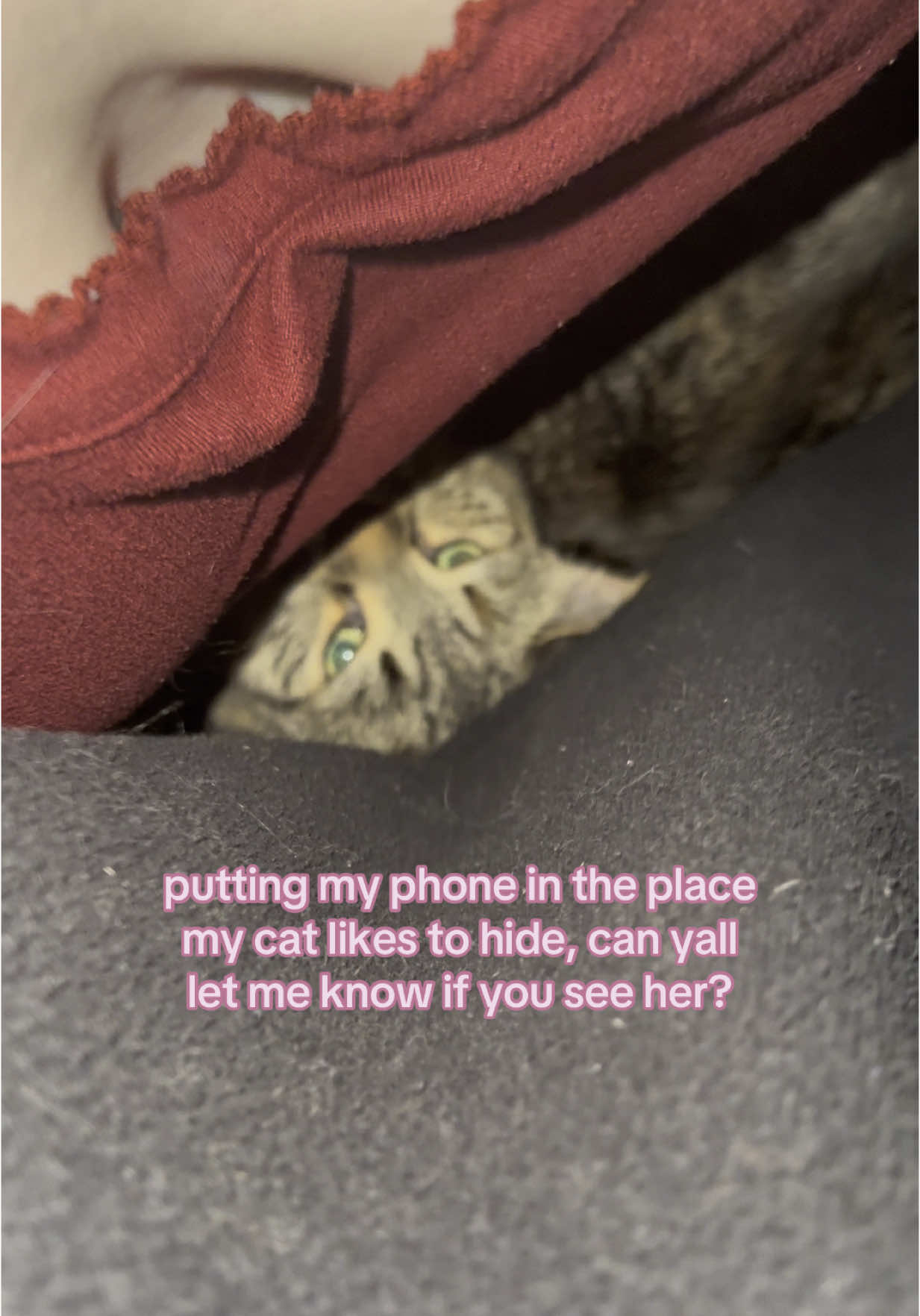 lmk if yall can see her #fypシ #lol #cats 
