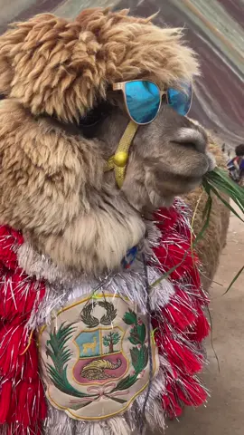 Lo que necesitas es un viaje a la montaña de colores 🌈🏔️ #inkamountainperu #montaña7colores #paratiiiiiiiiiiiiiiiiiiiiiiiiiiiiiii #flypシ #tik_tok #agenciadeviajes #reinbowmountain #foryoupage❤️❤️ #cusco_peru🇵🇪 #cuscomagico #llamas #alpacas 