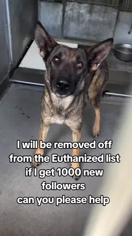 Purdy’s story is heartbreaking. With her ribs protruding and being underweight, it’s clear she’s been struggling. Yet, despite her rough start, she deserves a second chance at life. The shelter’s short notice is daunting, but we can’t give up on her now.  Purdy is scheduled for euthanasia today at 2 PM. Please, let’s share her post and find her a rescue or adopter who can give her the love and care she needs. Every share counts, and every minute matters. 🐾❤️  #A819025 (1.5 years, Belgian mal mix) Monday - Friday: 10am - 6:30pm Saturday - Sunday: 10am - 5pm