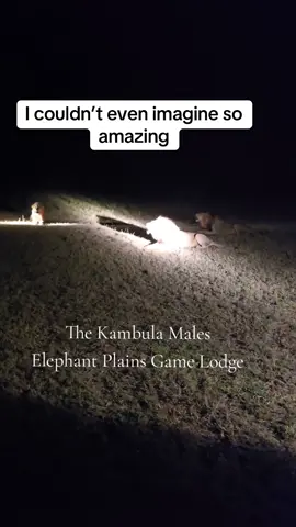 #scarytiktoks #lions #africa 