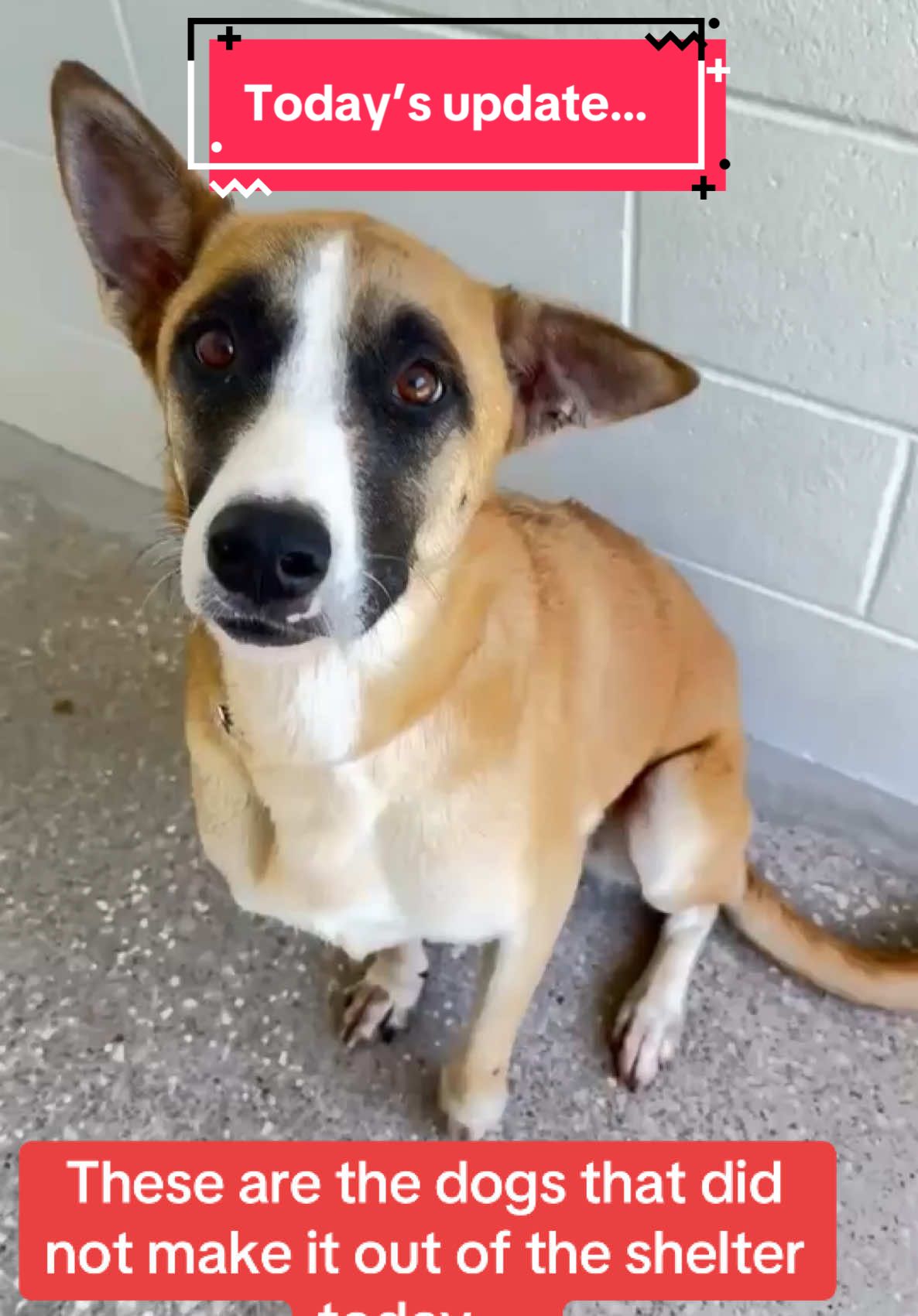 Let’s get these other dogs seen and into forever homes! #ljusticeforcinco #houstonwehaveaproblem #fosteringsaveslives #rescuedogarmy❤️ #rescuedogarmy #rescuedogarmystrong #rescuedog #rescuedogsoftiktok #shelterdogs #texas #houston #fyp #houstontx #houstontexas 