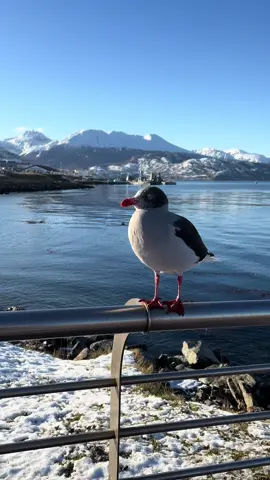 ❤️❤️❤️❤️❤️   #conectarse #ushuaia #vacaciones #feliz 