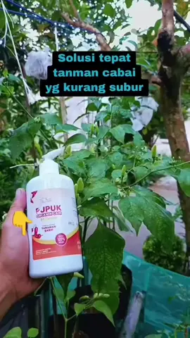 #fypviralシ #fypシ゚ #petamimuda #petanimilenial #poc #homegarden #pertanian 