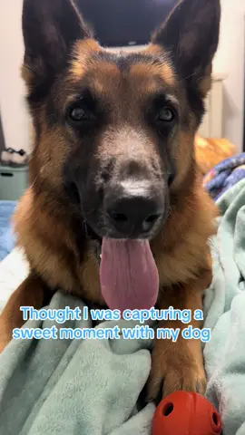 Volume up!! #lifewithagsd #dogtok #dog #gsdoftiktok #gsdtok #gsd #germanshepherd #dogsoftiktok 