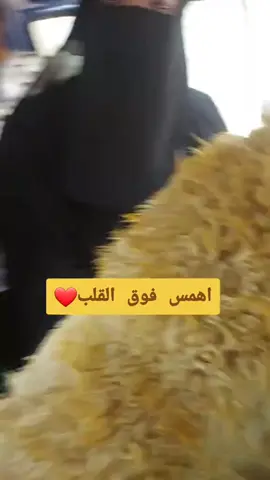 #الشعب_الصيني_ماله_حل ا#ملاله #تعزيه قصف جبهات 