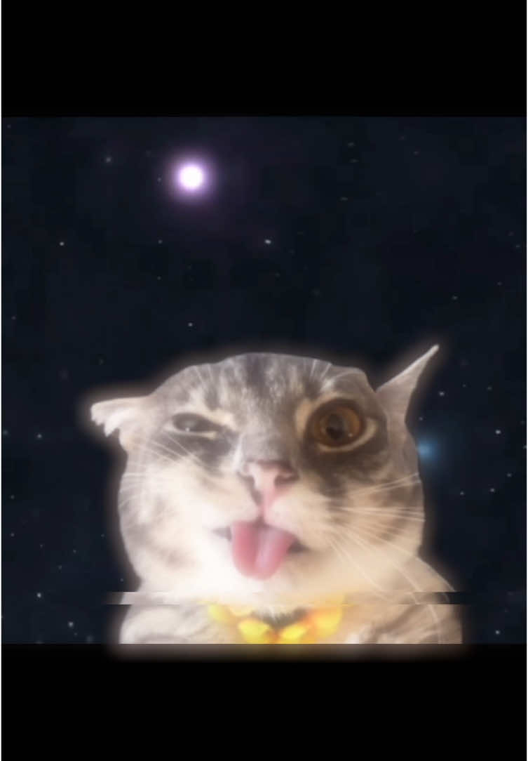 The cat war (Animations are buns) #tiktok #capcut #nodevideo #may #makethisviral #popularviews #fyp #fypシ #fyppppppppppppppppppppppp #trend ##follow##like##edit##🔥##Rigby##Cat##cats##rigbythecat