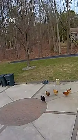 Are these the most well-behaved chickens you've ever seen? 🐣 #chickens #ringcam #funny