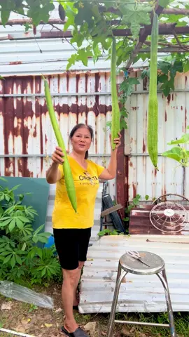 283: Mướp hương ... siêu dài 🌺👍 #muophuong #cayleogian #caytraiquanhnam #caydetrong #traingonmoingay🌺🌺🌺