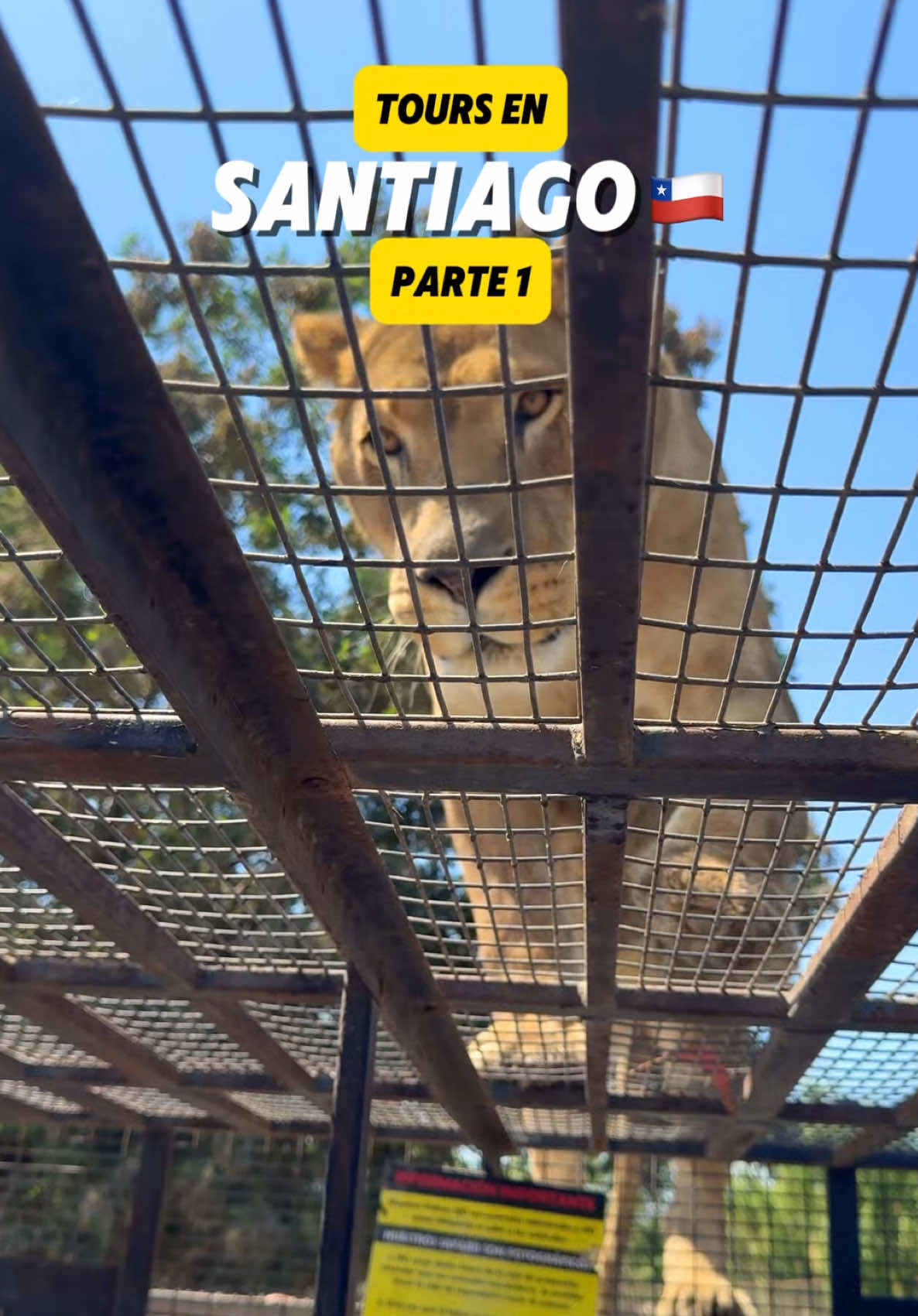 Si viajas a Santiago de Chile, tienes que visitar el Safari Park en Rancagua. Donde podrás realizar un Safari con felinos y herbívoros. Observar a los tigres y leones en el Safari park es un completo espectáculo. Y aquí te enseño cómo llegar al Safari desde Santiago De Chile. El precio de la entrada al Safari Park es de 6000 pesos chilenos, la experiencia con felinos 7000 y con herbívoros 6000.  Recuerda que este parque se encuentra en Rancagua a 2horas de Santiago #santiagodechile #santiago #safarienrancagua #safaripark #santiagodechile🇨🇱 #safarienchile #longervideo #turismochile #turismosantiago 