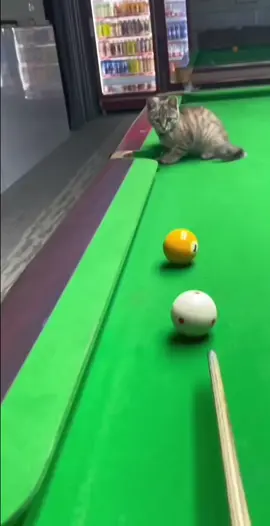 #funnycat #cat #fyp #funny #foryou #funnykitty #fypppp #kitty 