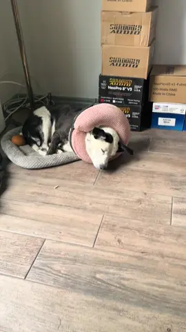 This is poor Sheila after she had breast removal surgery snoring and then Parker chewing his toenails. This is what I listen to every day while I’m working. #dog snore #workathome#dog