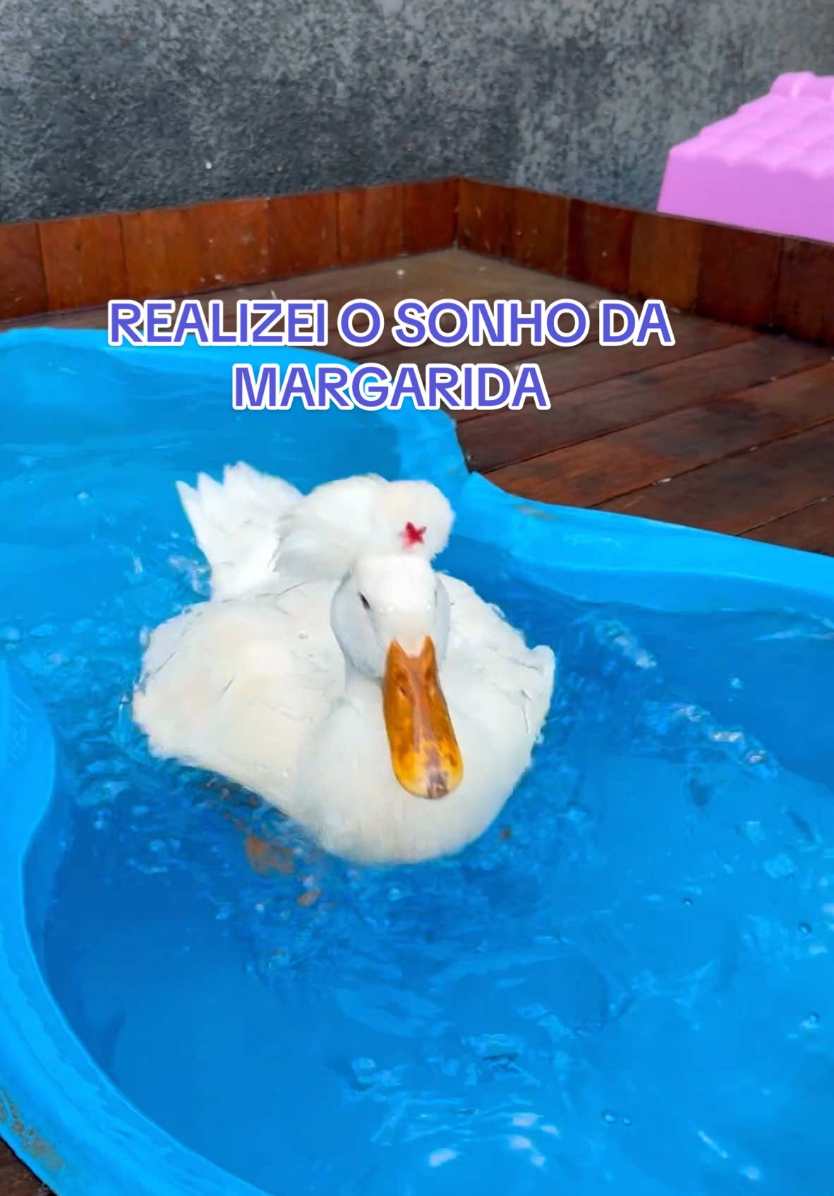 Ideias do que fazer no cantinho da Margarida? 🪿💕