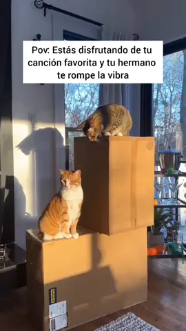 Ese hermano siempre te molesta  vía / @The Loki Show 