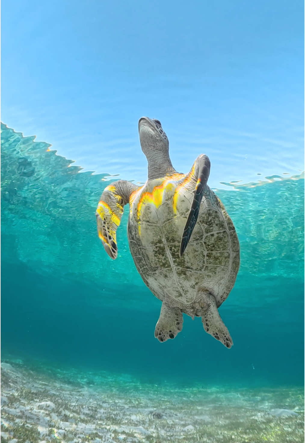 #underwater #ocean #beach #seaturtle #okinawa #travel #宮古島 