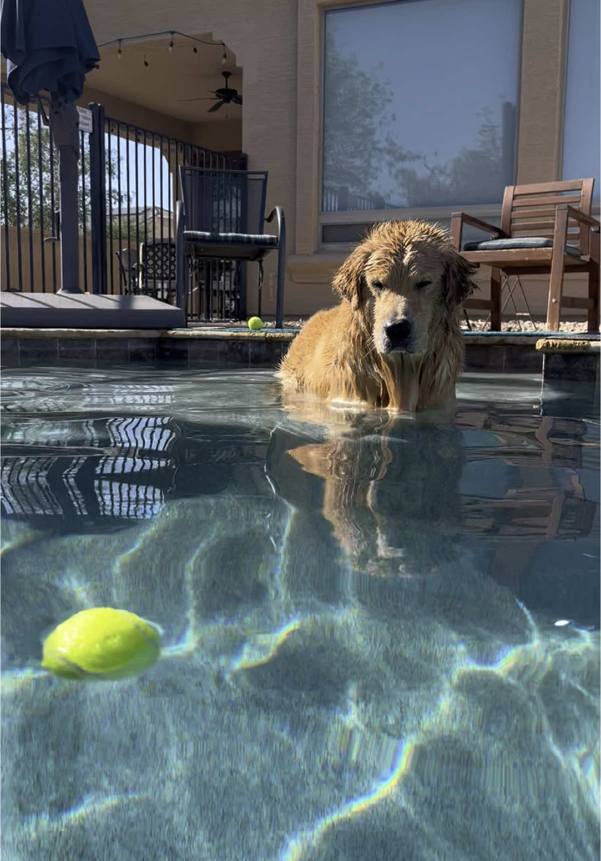 The pass #goldenretriever #blue #tub 
