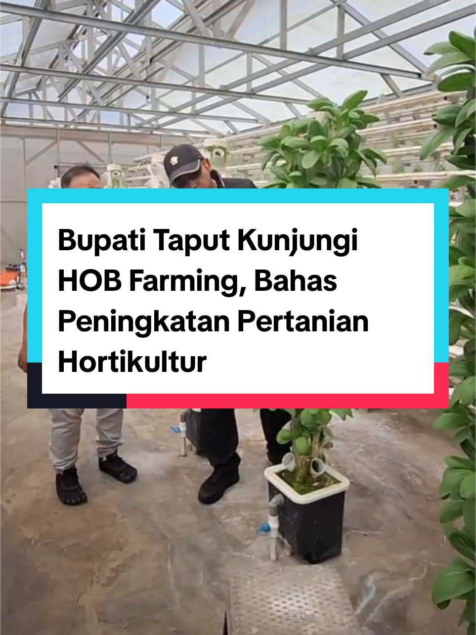 Bupati Taput Kunjungi HOB Farming, Bahas Peningkatan Pertanian Hortikultura Bogor, 21 Mei 2025 – Bupati Tapanuli Utara, Dr. Jonius Taripar Parsaoran Hutabarat (JTP), melakukan kunjungan kerja ke HOB Farming di Kabupaten Bogor, Jawa Barat. Dalam kunjungan tersebut, Bupati didampingi oleh Sekretaris Dinas Pertanian Taput, Viktor Siagian, SP. HOB Farming merupakan kawasan pertanian terpadu yang mengembangkan sistem hidroponik di dalam greenhouse modern. Sistem ini memungkinkan budidaya tanaman hortikultura secara efisien, higienis, dan berkelanjutan, serta menjadi tempat edukatif bagi berbagai kalangan. Bupati JTP menyampaikan apresiasinya atas teknologi pertanian yang diterapkan di HOB Farming. Ia berharap sistem serupa dapat diadaptasi di Kabupaten Tapanuli Utara guna meningkatkan produktivitas dan nilai jual hasil pertanian. “Ke depan, kita ingin petani-petani di Taput bisa mengadopsi sistem hidroponik ini agar hasil pertanian lebih berkualitas dan berkelanjutan,” ujarnya. #JTPHutabarat #PemkabTaput #TaputBerdaya @Jonius Taripar Hutabarat JTP @Deni Lumbantoruan 