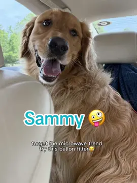 #CapCut #goldenretriever#goldenretrieverlife#dogsoftiktok 