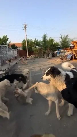 Kings Chales back with another long video where he Is keeping both Rocky And Leo from causing trouble. ##kingcharles##kingcharlesdog##dog##fyp##viral