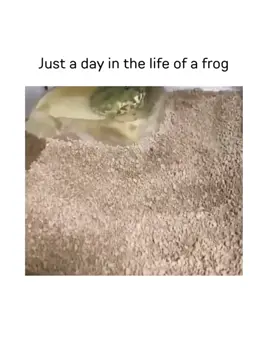 sometimes I wish I could do that! 🤷‍♀️😆😆👌 #frog #toad #life #gone #funny #interesting #amusing #cute #animals #reptile #pets #laugh 