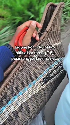 mengapaaa, hanya sekejap saja ku merasakan unggulnya😭 #salamsatuhoby🐓🐓🐓🙏 #ayambangkoksuper #botohayam #fyp #foryoupage #foryou 