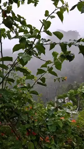 y ahora nos vamos a la seeeelvaaaa!!! 🌴⛈️🏡 #naturalezaincreible #tranquilidad #vacaciones #tingomaria_perú💚 #fiestadesanjuan #intiyaykunaresorttingomaria 