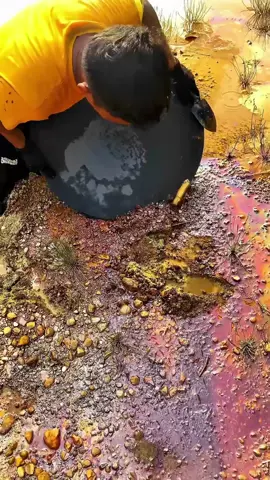 Looking for gold and panning for gold buried in river walls #mininggold #goldpannning #goldhunter #golddiscovery #viralvideo #foryou #foryoupage 