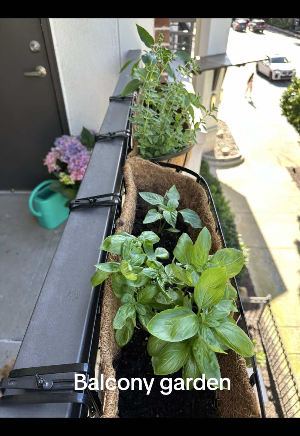Any tips or tricks? Honestly not bad for a lil balcony garden !  #atlanta #atlantageorgia #shopping #fypシ #balcony #balconymakeover #garden #gardening #cityliving 