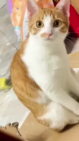 #funny #cat #funnycats #dogs #funnycats #funnyvideo