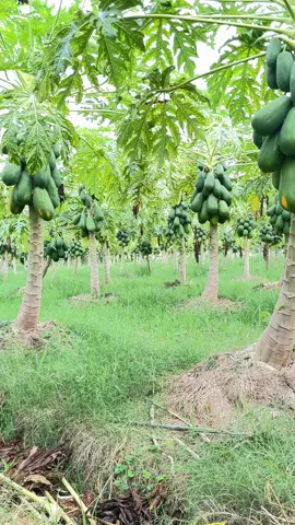 Đu đủ cuối tháng 😘😘😘#dudu #tiengiang #caytrai #xuhuong #AprendeEnTikTok #hatgiong #mientay #nhavuon 