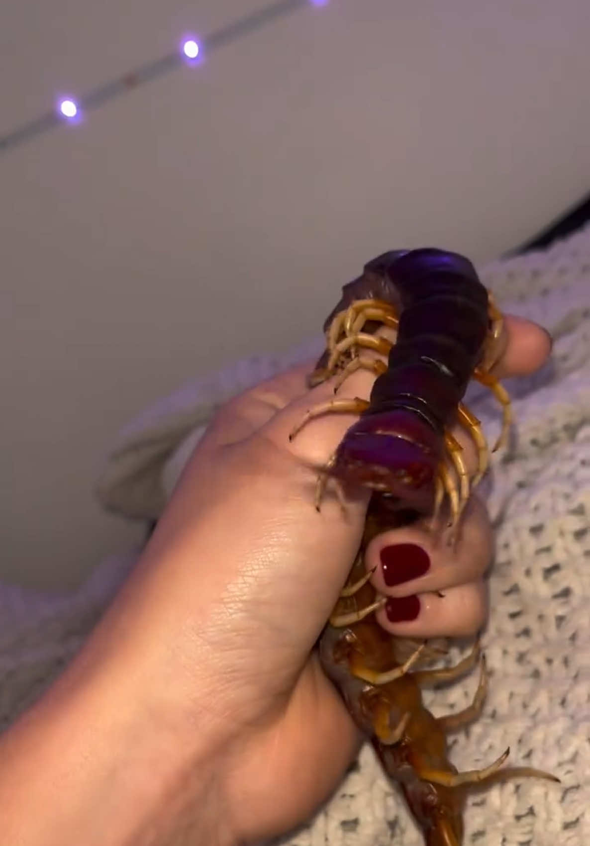 Nellies pretty little teefs ❤️ #centipede #scolopendra #giantcentipede #fyp #scolopendraspwhitelegs