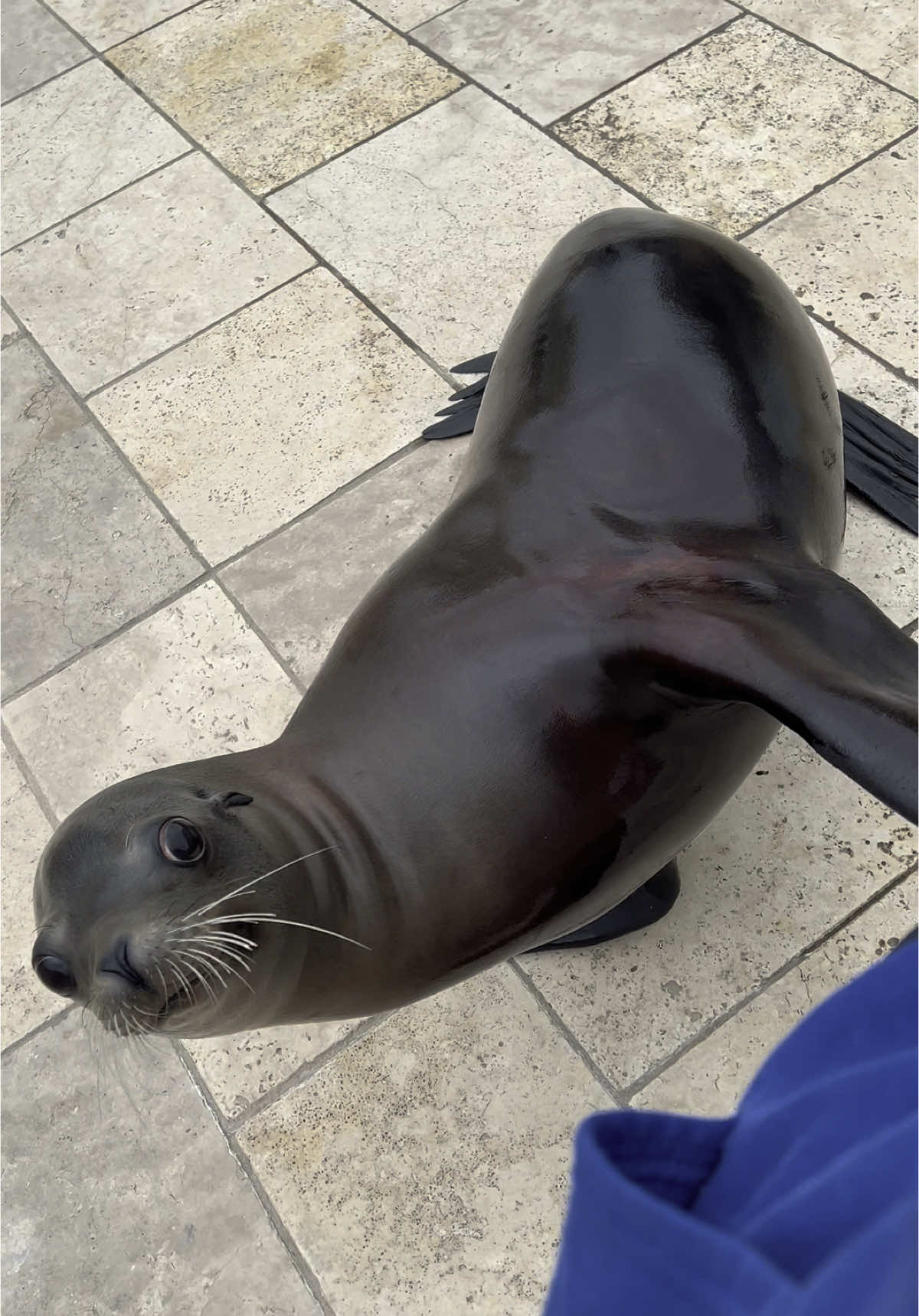 trainer pov: sea lion leg tappies from nila bean 👏🫶 #fyp #nilabean #sealion #californiasealion #rescued #rescueanimal #marinemammalrescue #aquarium #longisland #marinemammaltrainer #zookeeper #pov @Kim 