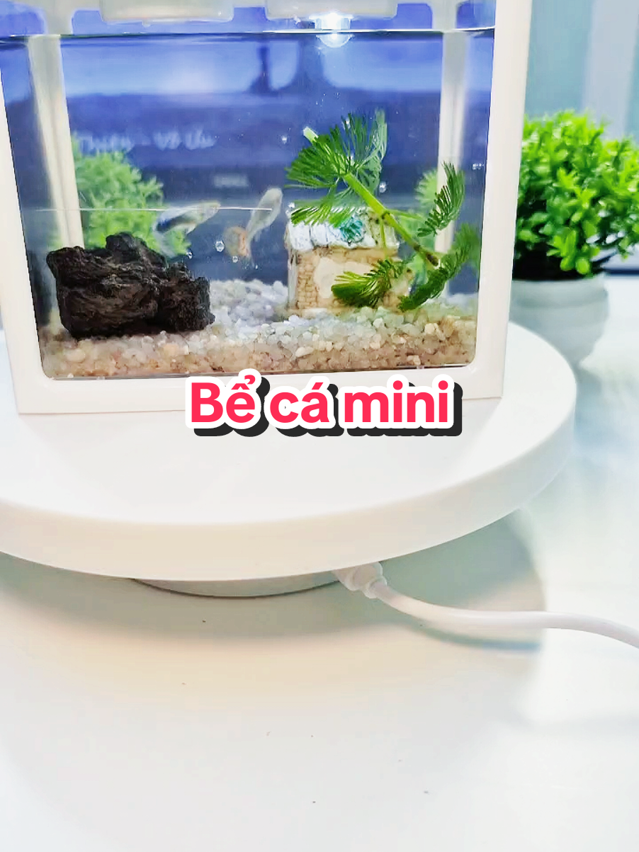 Bể cá mini #nuoica #becadecor #becadeban #becamini #beca #nuoica 