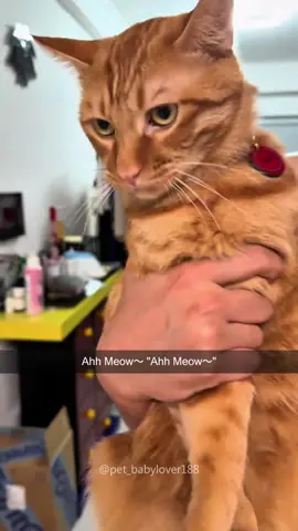 Cat:Don’t get so close to me!😡😂#cat #catlover #catsoftiktok #fyp #funny #fypシ 