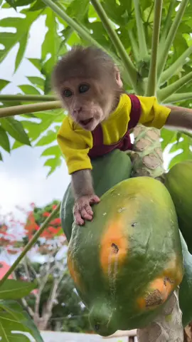 Monkey Bon have a nice day. #animal #pets #cuteanimals #monkey 