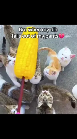 on EVERYBODY'S SOUL we have that one bro 🙏🏽#fyp #eyp #bro #corn #purryforn #cat 