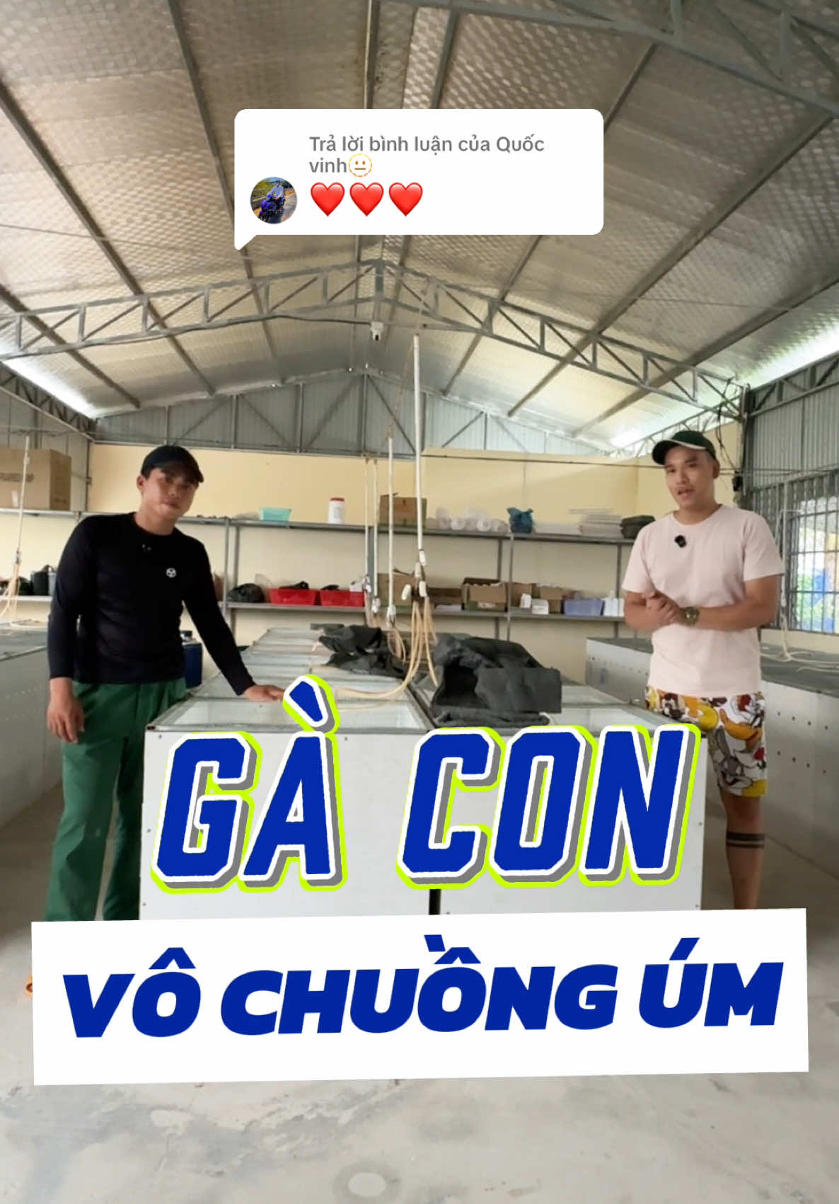 Trả lời @Quốc vinh🫥 tiếp tục chia sẻ quy trình úm gà bên trại gà Mạnh Bến Tre - #fyp #xuhuong #trending #viral #tiktok #LearnOnTikTok 